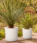 june tulip 40cm blanco lino